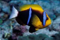 دلقک باله نارنجی (Orange-Finned Clownfish)