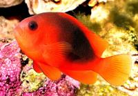 دلقک زین دار (Saddle Clownfish)