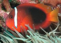 دلقک قرمز (Red Clownfish)