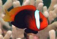 شقایق ماهی مشکی (Black Anemonefish)