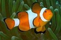 دلقک ماهی (Clownfish)