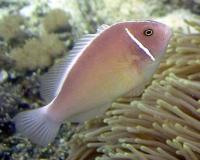 دلقک ماهی اسکانک قلابی (False Skunk-Striped Clownfish)