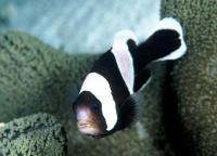 شقایق ماهی پشت زینی (Saddleback Anemonefish Papua)