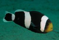 دلقک ماهی پشت زینی (Saddleback Clownfish)