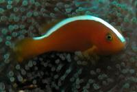 دلقک ماهی نارنجی (Orange Clownfish)