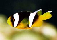 شقایق ماهی صبا (Sebas Clownfish)