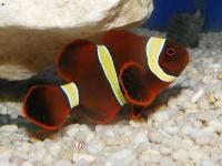 دلقک ماهی گونه خاردار طلایی (Gold Spine-Cheeked Clownfish)