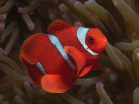 دلقک ماهی گونه خاردار (Spine-Cheeked Clownfish)