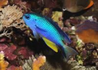 دمسل آلِن (Allens Damsel)
