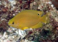 دمسل آمبون (Ambon Damsel)