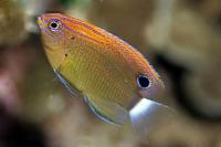 دمسل تک خال (Speckled Damsel)