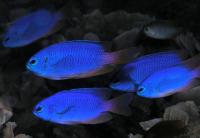 دمسل نئون (Neon Damsel)