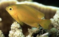 دمسل مُلو کا (Molucca Damsel)