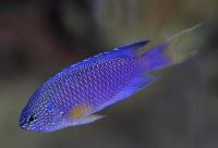 دمسل آبی (Blue Damsel)