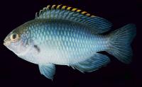 دمسل آهنگر (Smiths Damsel)