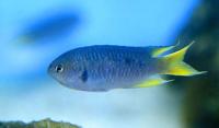 دموسیلی مرجانی (Coral Demoiselle)