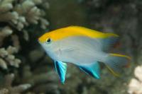 دمسل سر زرد (Yellow-striped Damsel Juvenile)