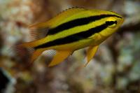 دمسل جمجه زرد (Yellow-scalp Damsel Juvenile)