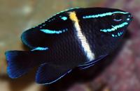 دمسل رگه آبی (Blue-streak Damsel Juvenile)