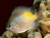 دمسل پهلو زرد (Yellow-flank Damsel)
