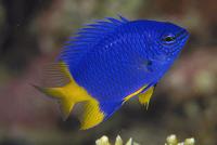 دمسل لاجوردی دُم زرد (Yellow-tail Azure Damsel)