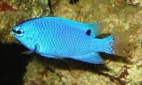 دمسل شیطان آبی-ماده (Bluedevil Damsel Female )