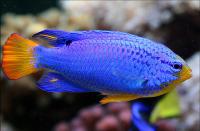 دمسل شیطان آبی دم قرمز-ماده (Bluedevil Damsel Male )