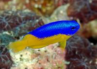 دمسل آبی شکم زرد (Blue Yellow Belly Damsel)