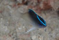 دمسل رُلانه(Rolland Damsel)