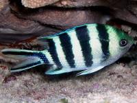 دمسل تالبوت (Stripetail Sergeant)