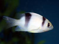 دموسیلی دم سیاه (White Damsel)