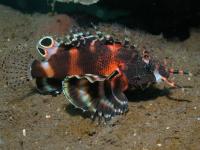 خروس ماهی دو خال (Twinspot Lionfish)