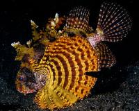 خروس ماهی باله کوتاه طلایی (Gold Shortfin Lionfish)