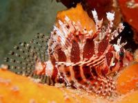 خروس ماهی باله کوتاه (Shortfin Lionfish)