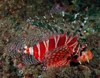 خروس ماهی راه راه (Zebra Lionfish)