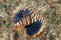 خروس ماهی خار دار (Gurnard Lionfish)