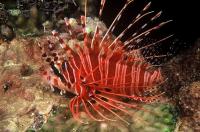 خروس ماهی باله خال دار (Spotfin Lionfish)