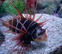 خروس ماهی باله شیشه ای (Clearfin Lionfish)