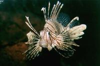 خروس ماهی راسِل (Russells Lionfish)