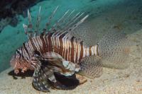 خروس ماهی باله پری (Volitans Lionfish)