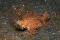 عقرب ماهی آمبون(Ambon Scorpionfish)