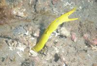 مار ماهی روبان طلایی (Gold Ribbon Eel Female)