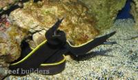 مار ماهی روبان مشکی (Black Ribbon Eel Juvenile)