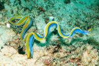 مار ماهی روبان آبی (Blue Ribbon Eel Male)