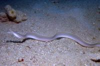 مار ماهی روبان سفید (White Ribbon Eel)