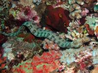 مار ماهی مورای دانه برفی(Snowflake Moray)