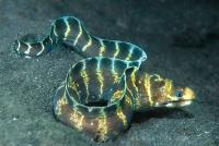 مار ماهی مورای حلقه ای (Girdled Moray)
