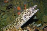 مار ماهی مورای لانه زنبوری (Honeycomb Moray)