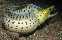 مار ماهی مورای سیاه خال (Dark-Spotted Moray)