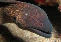 مار ماهی مورای دور زرد (Yellow-Edged Moray)